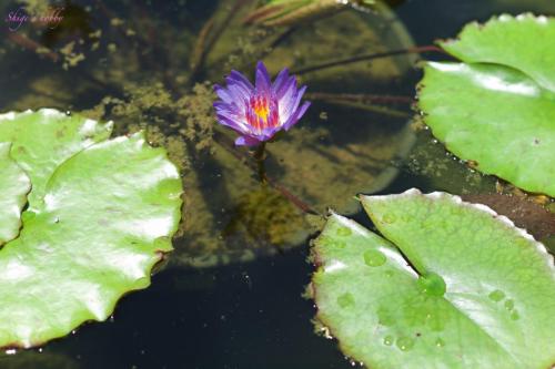 Water lilly