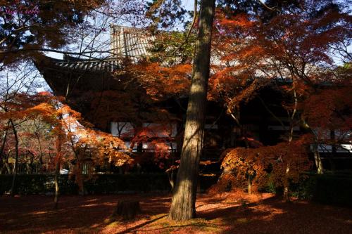 Autumn Foliage in Kyoto