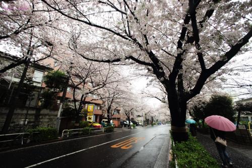 Cherry blossom