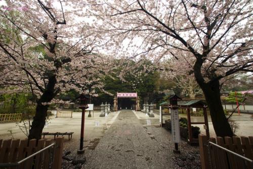 Cherry blossom