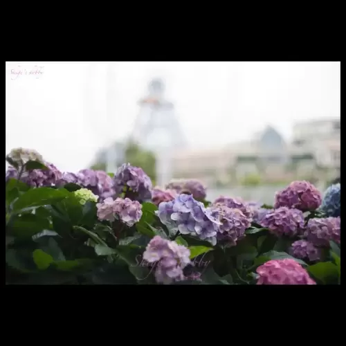 Hydrangea・紫陽花