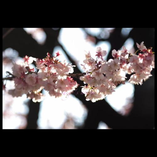 Cherry blossom ATAMI 熱海さくら