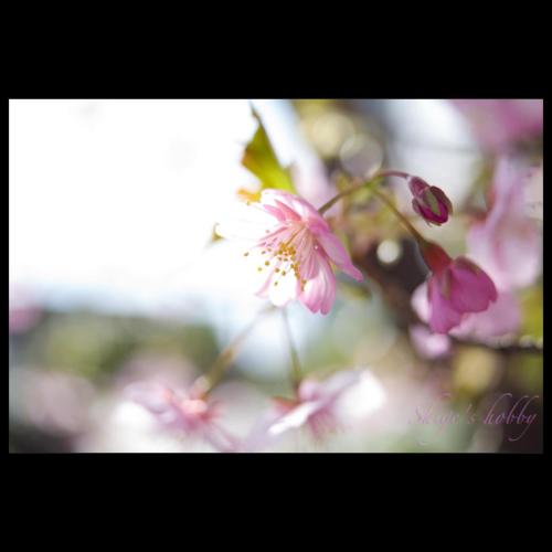 河津桜・Kawazu Cherry blossom