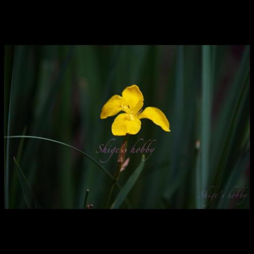 Yellow Iris 黄水仙