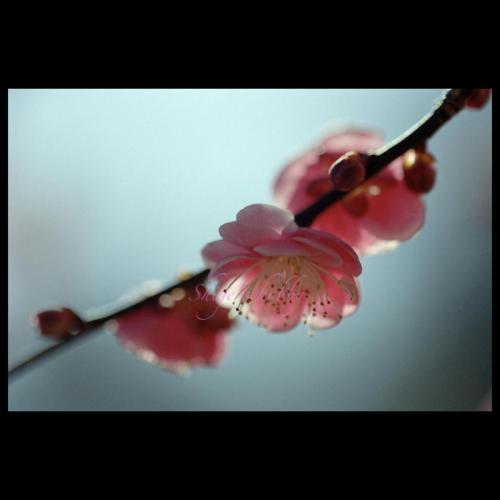 Plum blossom 梅の花