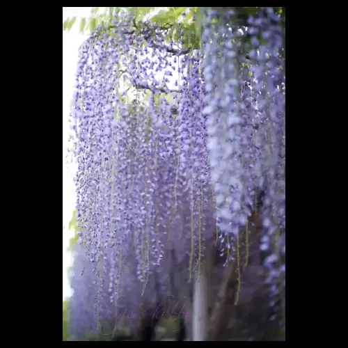 wisteria flowers・藤の花