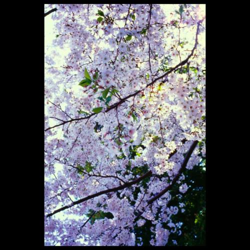 Jingu-gaien(神宮外苑) Cherry blossom