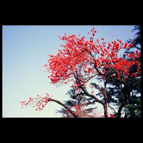 Jingu-gaien(神宮外苑) Cherry blossom