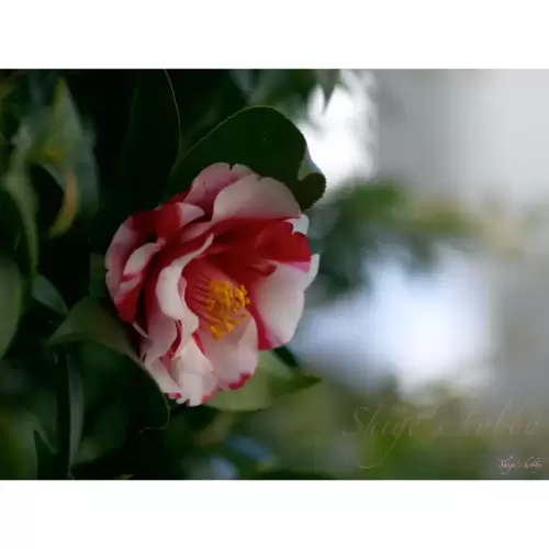 椿・camellia