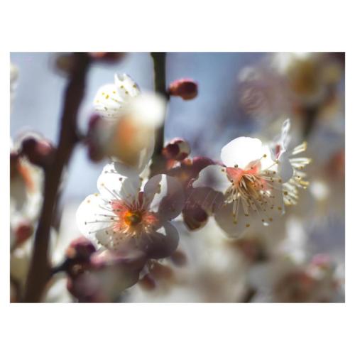 Plum blossom
