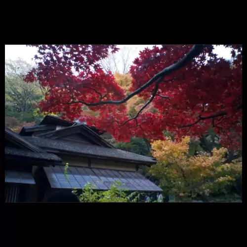 Autumn leaf・紅葉