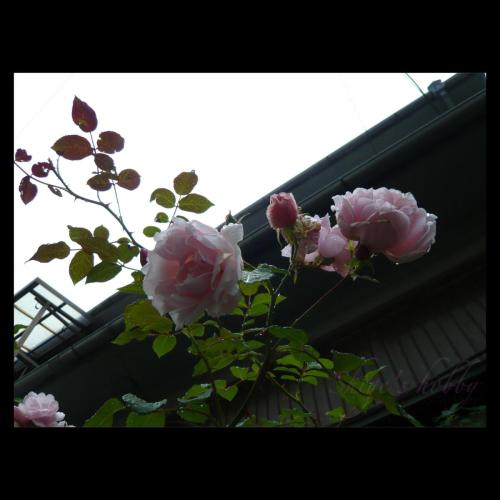 Rose /薔薇