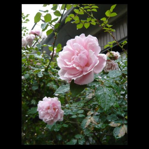 Rose /薔薇