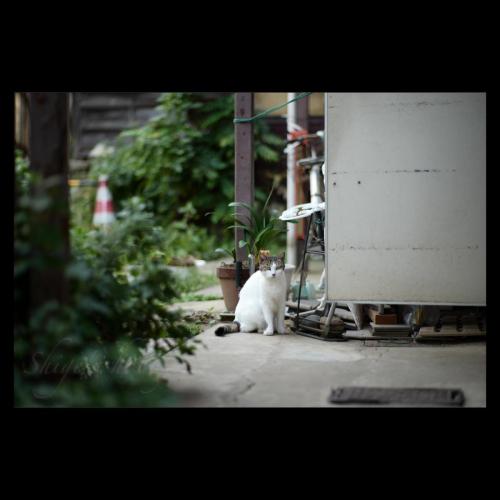 Cat/猫