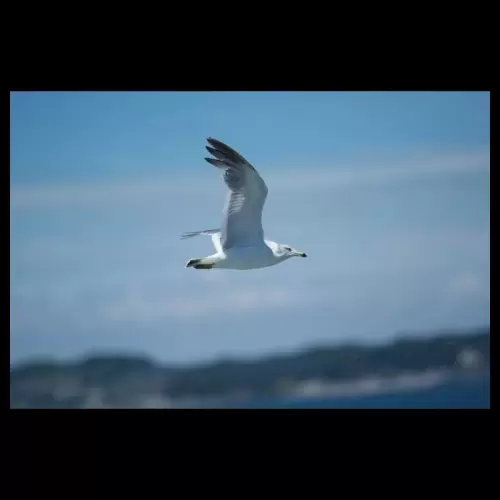 Black-tailed Gull・ウミネコ