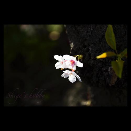 Cherry blossom
