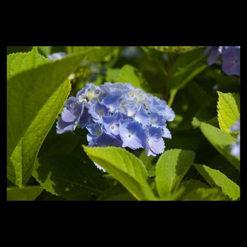 紫陽花 /hydrangea