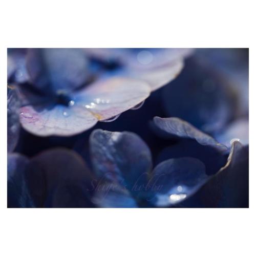Hydrangea and water drops
