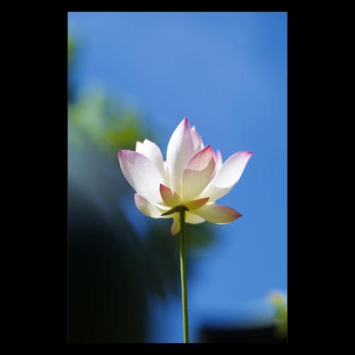 Oga lotus