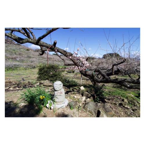 Plum blossom and Jizo