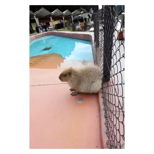 カピバラ・Capybara