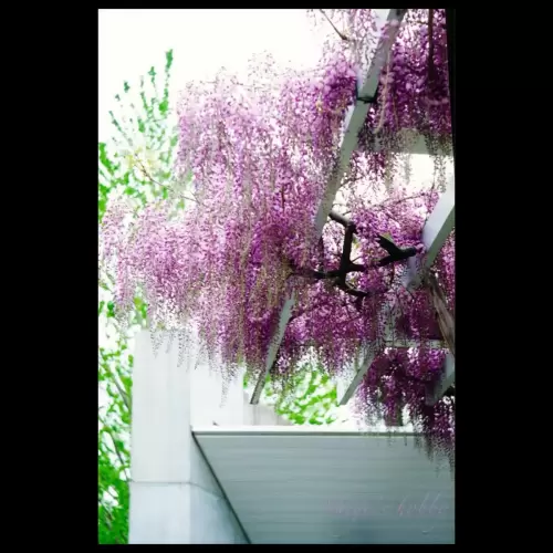藤の花・wisteria flowers
