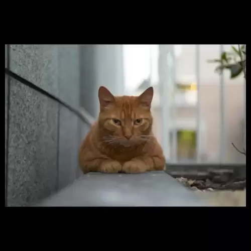 Cat・猫