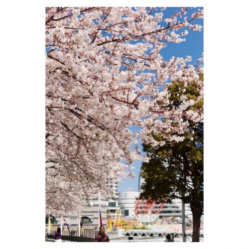 Cherry blossom
