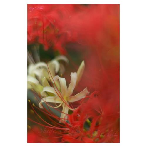 White and red spider lily