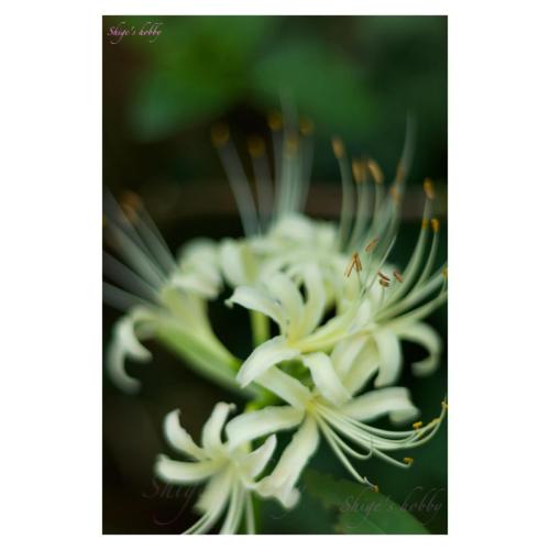 White spider lily