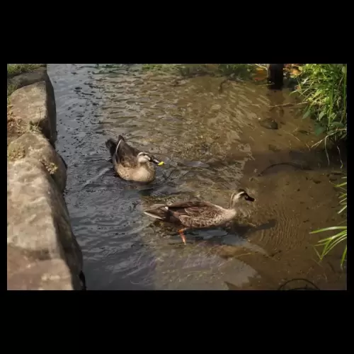 2羽の鴨・two ducks