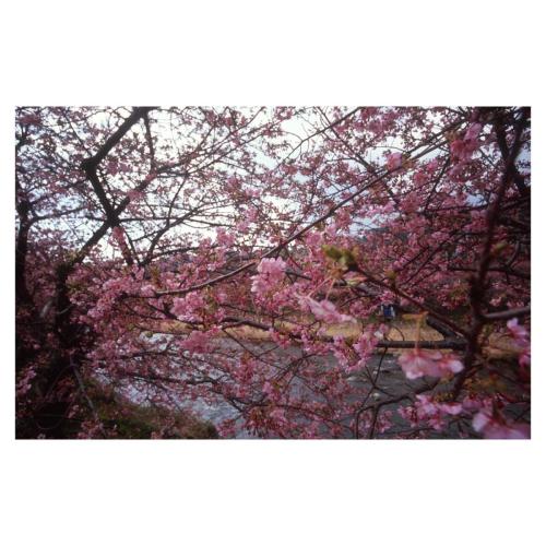 河津桜・Kawazu cherry (Prunus incisa)