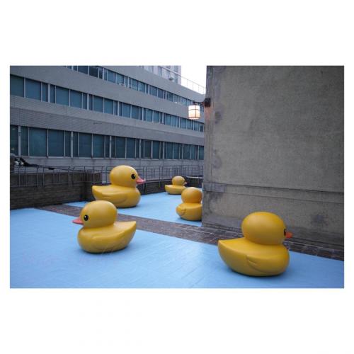 Rubber Ducks in Nakanoshima