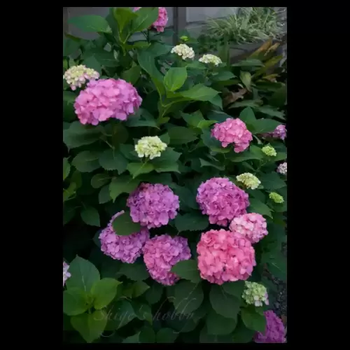 Hydrangea・紫陽花