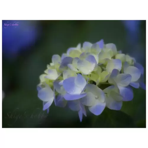紫陽花・Hydrangea