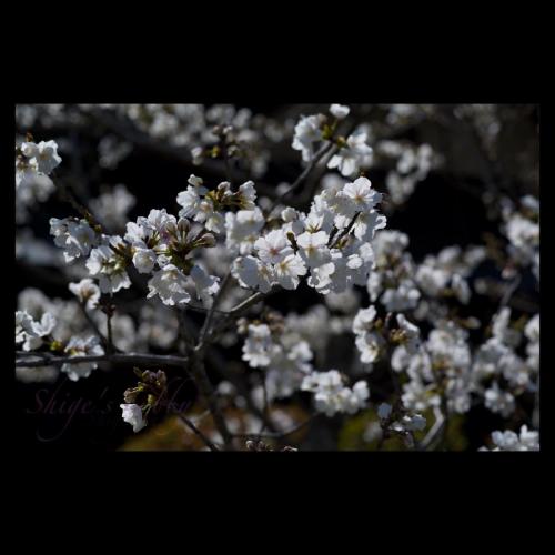 Cherry blossom