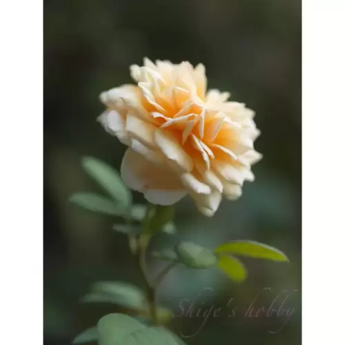 薔薇・Rose