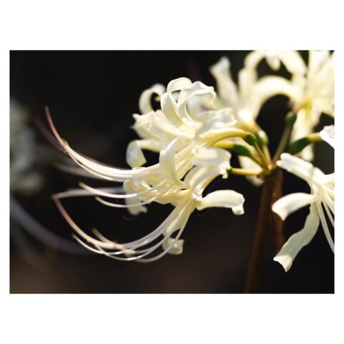 White spider lily