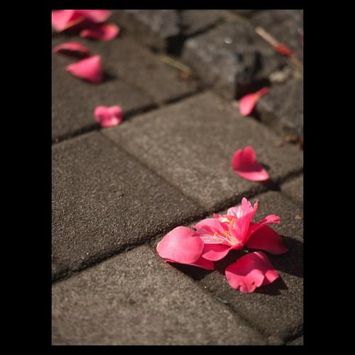 Fallen camellia