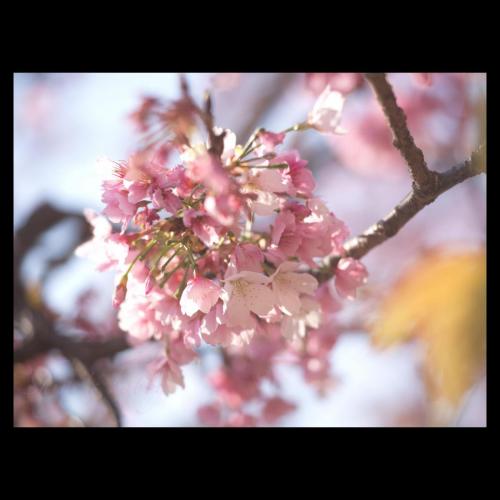 Cherry blossom