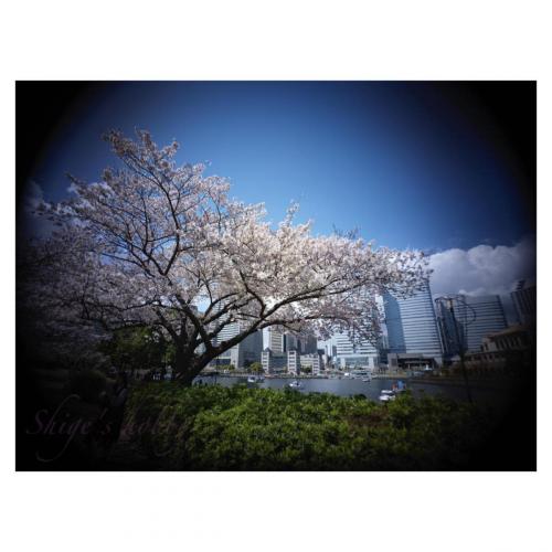 Cherry blossom in Minatomirai