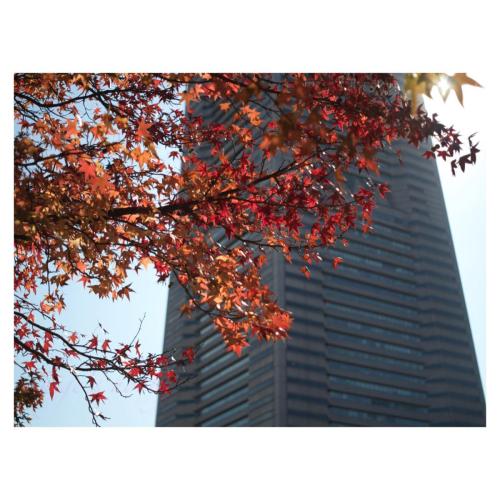Autumn Foliage in the City