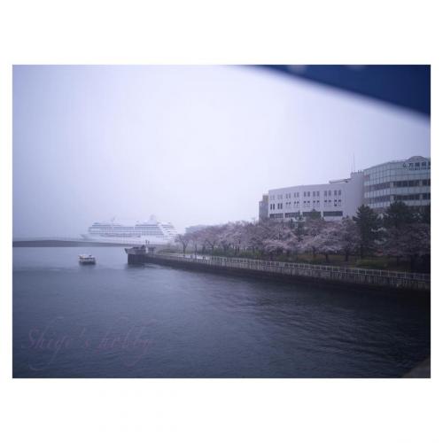 Cherry blossom and two ships