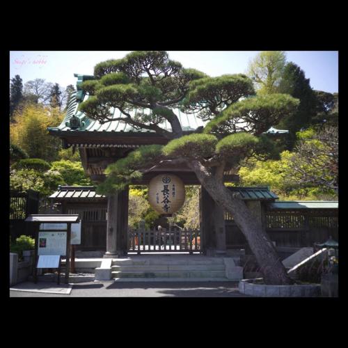 Hasedera-temple ／長谷寺