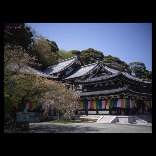 Hasedera-temple ／長谷寺