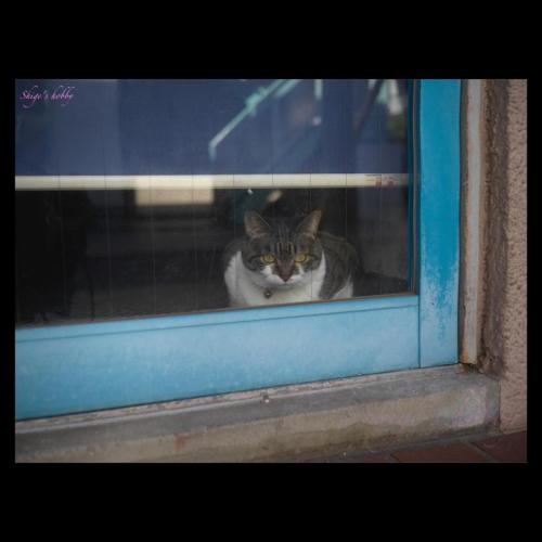 Cat yearning to be outside ／ 外に憧れる猫