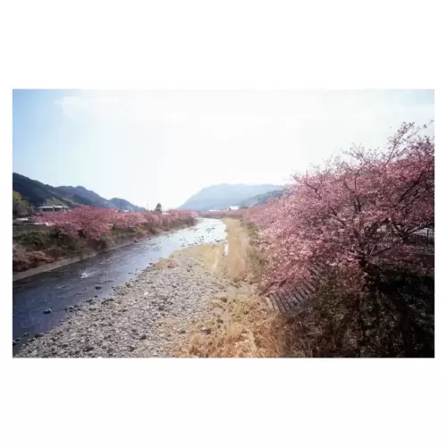 河津桜・Cherry blossom of Kawazu