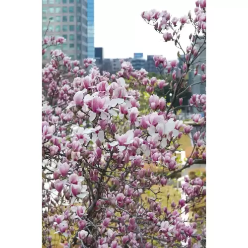 木蓮・Magnolia flower