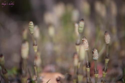 a reproductive shoot of the field horsetail. /210mm