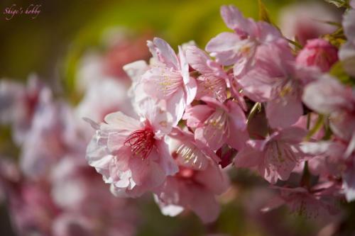 Cherry blossom / 210mm